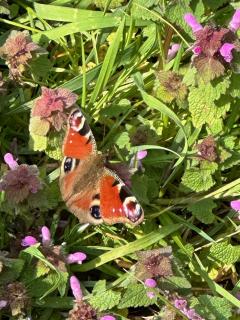 We saw many butterflies on this stretch, including this fine specimen!